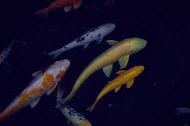 Birçok renkli koi balığı bir gölette birlikte.