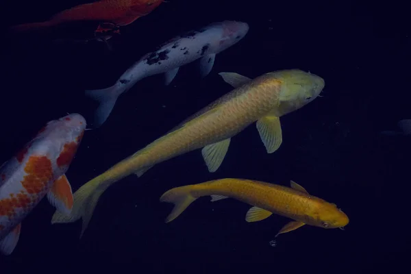 Viele farbige Koi-Fische zusammen in einem Teich — Stockfoto
