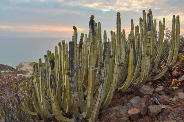 Cactus creciendo en el paisaje de Caleta de Adeje en Tenerife —  Fotos de Stock