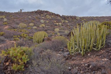 Tenerife 'deki Caleta de Adeje arazisinde büyüyen kaktüsler.