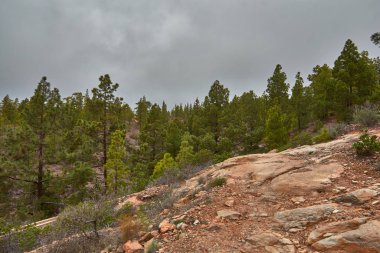 Tenerife 'deki ormanda taşların yolu