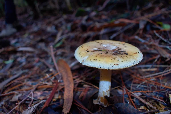 Cogumelo branco crescendo no chão da floresta — Fotografia de Stock