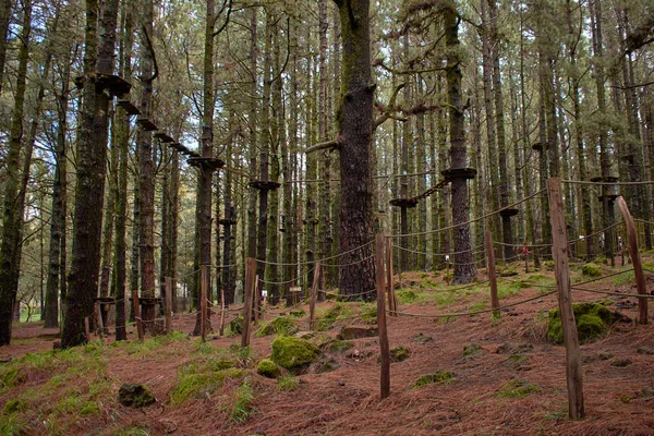 Ormanın ağaçlarının arasına park et.