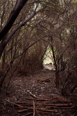 Orman zemininde büyüyen liken