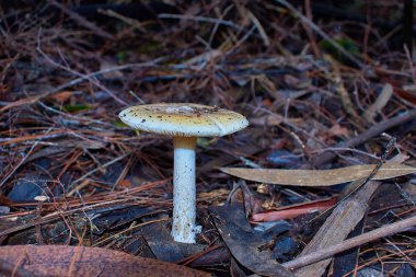 Orman zemininde büyüyen beyaz mantar