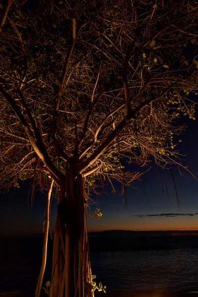 İspanya, Kanarya Adaları, Tenerife 'de geceleri geniş bir kıyı ağacı