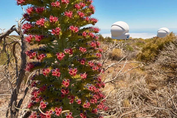 Tajinaste rojo en el Parque Nacional El Teide en Tenerife, Islas Canarias, España —  Fotos de Stock