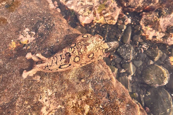İspanya 'nın Kanarya Adaları, Tenerife sahilindeki bir kayanın tepesindeki aplikya.