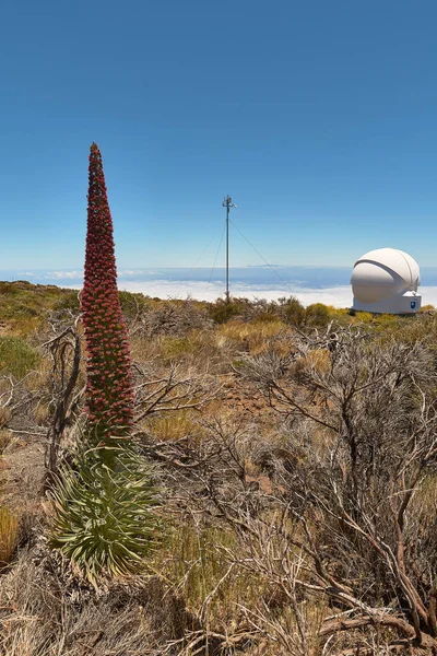 Tenerife 'deki El Teide Ulusal Parkı' nda kırmızı tajinaste, Kanarya Adaları, İspanya