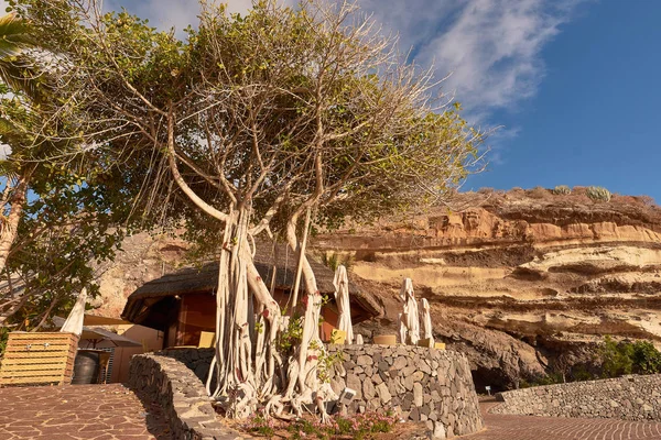 İspanya, Kanarya Adaları, Tenerife 'deki büyük kıyı ağacı