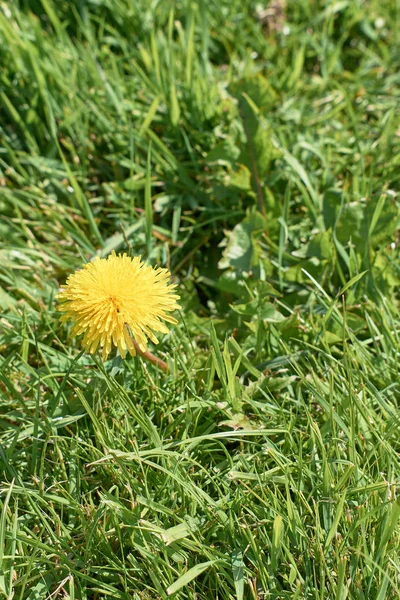 Yellow flower emerging in a grass field — Stok Foto