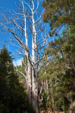 harika beyaz ağaç ormanın ortasında ortaya çıkar.