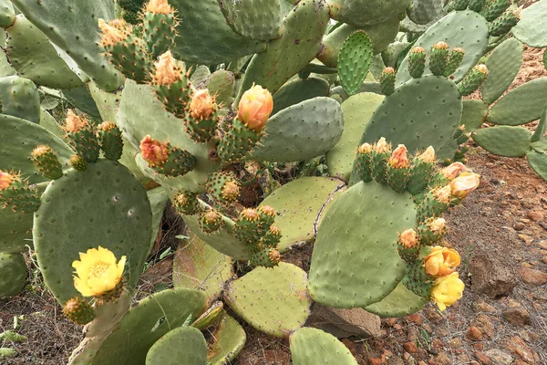 Tenerife 'de incir çiçeği zirvesi, Kanarya Adaları, İspanya