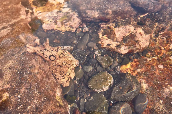 Aplysia Topo Uma Rocha Numa Praia Tenerife Ilhas Canárias Espanha — Fotografia de Stock