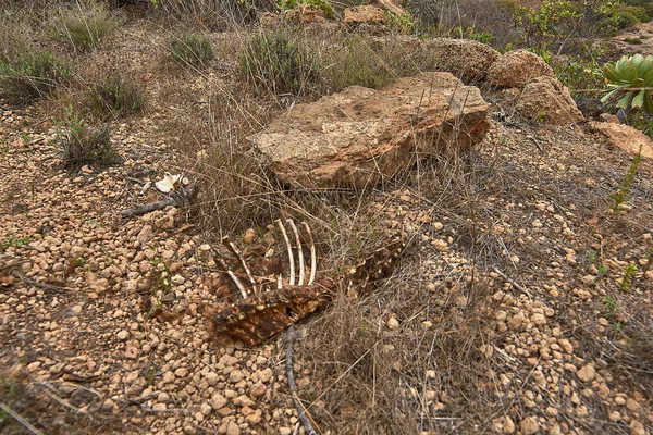 İspanya 'nın Tenerife adasında doğal ve kuru bir yer.