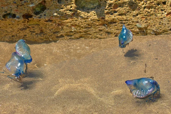 Kumsalın kıyısında mavi denizanası