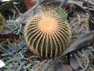 Kırım İncisinin Altın Kubbeleri