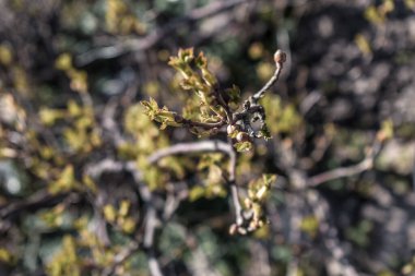 Konakta hiç çiçek olmadığı zaman, ama fotoğraflar gereklidir.