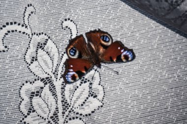 Tavus kuşu gözü kelebeği odaya girdi.