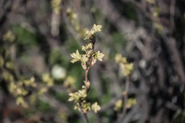 Currant Bush Sur Terrain Banlieue Près Saint Pétersbourg — Photo