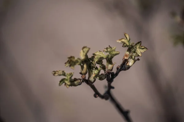 Ramo Ribes Che Cresce Terreno Dacia — Foto Stock