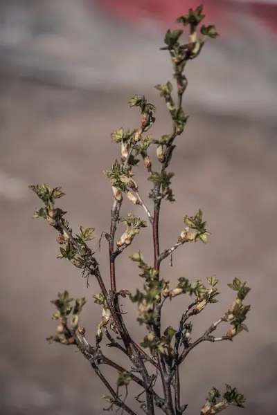 Ein Zweig Der Roten Johannisbeere Garten — Stockfoto