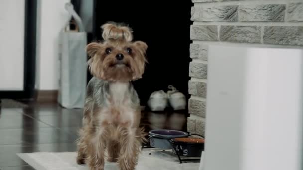 Γιόρκσαϊρ Τεριέ Όμορφο Σκυλάκι — Αρχείο Βίντεο