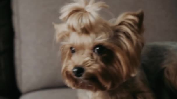 Yorkshire Terrier Carino Cane Guarda Intorno — Video Stock