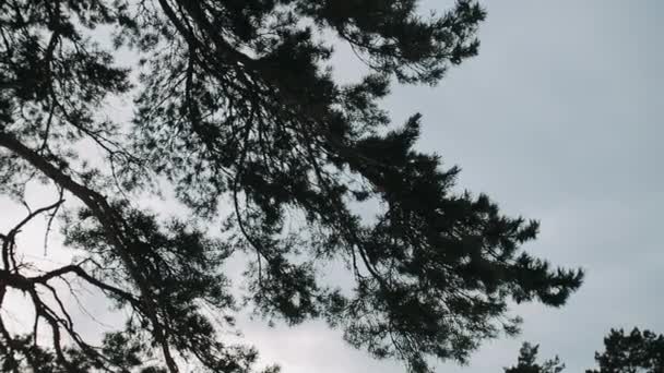Winter Branches Huge Pine Sky — Stock Video
