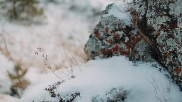 Pedazo Roca Montaña Cerca Hierba Cubierta Nieve — Vídeo de stock