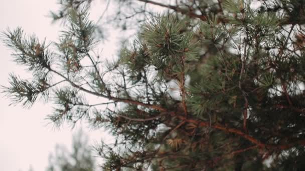Wintertakken Van Een Enorme Dennenboom Tegen Lucht — Stockvideo