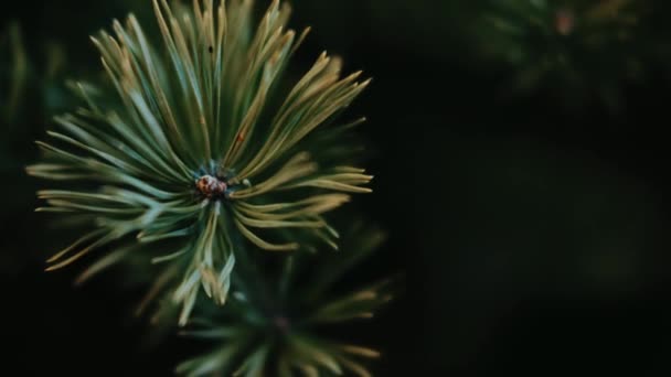 Christmas Tree Green Living Real — Stock video