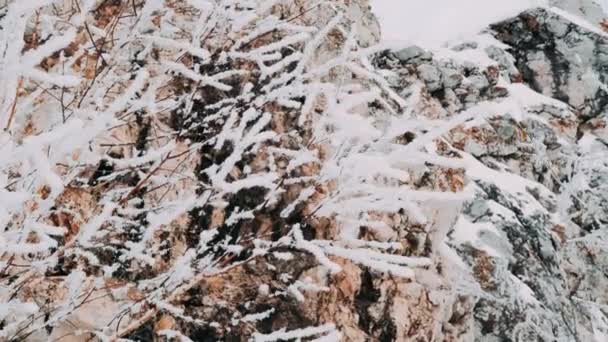 Blanco Nieve Esponjosa Cae Bosque Humor Festivo Los Árboles Coníferas — Vídeo de stock