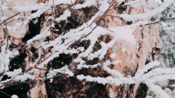 Beyaz Tüylü Kar Ormana Düşer Şenlik Havası Kozalaklı Ağaçlar Karla — Stok video