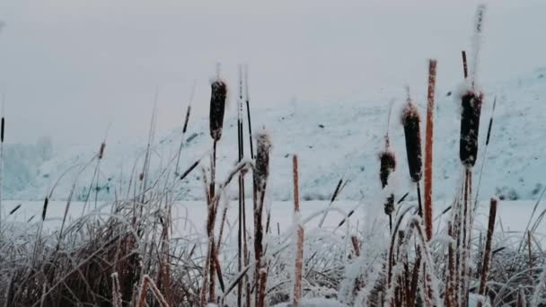 冷たい冬の朝に穏やかな風に揺れる霜で覆われたリード フロスティ リード冷凍植物 — ストック動画