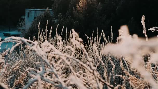 Ramas Secas Congeladas Árbol Invierno Día Nieve Nieve Luz Del — Vídeo de stock