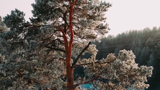 Wald Fällt Weißer Flauschiger Schnee Festtagsstimmung Nadelbäume Sind Mit Schnee — Stockvideo