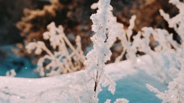 乾燥凍結枝ツリー冬の雪の中で太陽の光が美しい風景グレア 青空を背景に白地に枯木の枝 — ストック動画
