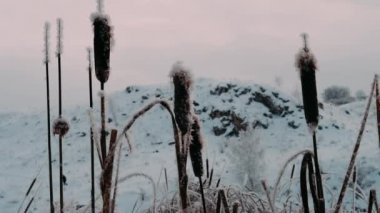 Reed, soğuk bir kış sabahında hafif bir esintide sallanan kıpır kıpır donla kaplıydı. Frosty Reed. Donmuş bitkiler.