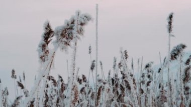 Reed, soğuk bir kış sabahında hafif bir esintide sallanan kıpır kıpır donla kaplıydı. Frosty Reed. Donmuş bitkiler.