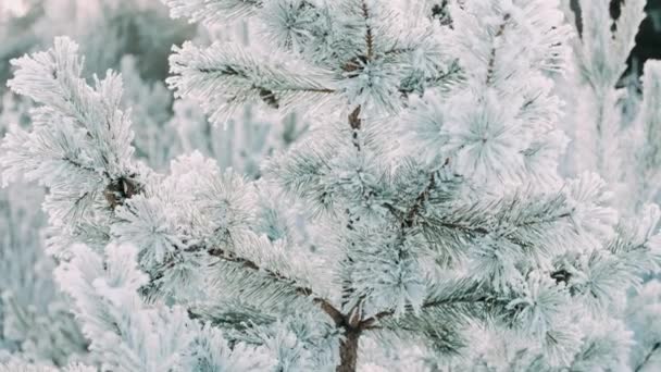 Witte Pluizige Sneeuw Valt Het Bos Feestelijke Stemming Naaldbomen Zijn — Stockvideo