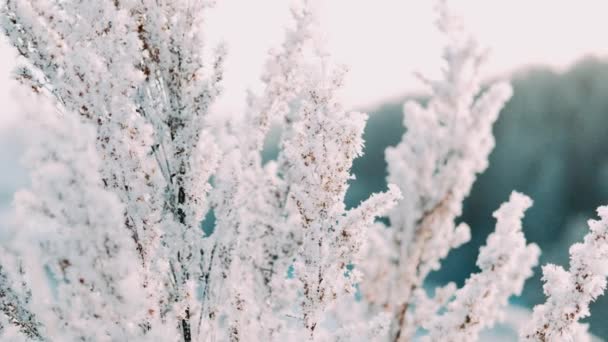 干枯冰冻的枝干冬日的雪在雪地里阳光下闪耀美丽的风景 在蓝天的映衬下 白色背景的干枯树枝 — 图库视频影像