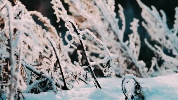 Ramos Congelados Secos Árvore Inverno Dia Neve Neve Luz Solar — Vídeo de Stock