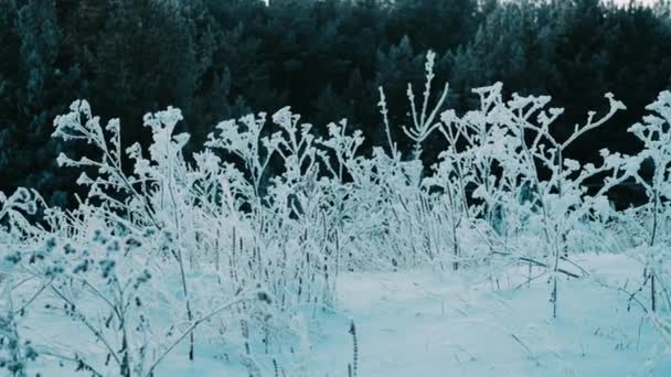 Ramos Congelados Secos Árvore Inverno Dia Neve Neve Luz Solar — Vídeo de Stock