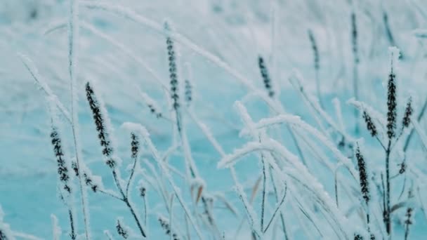 Ramas Secas Congeladas Árbol Invierno Día Nieve Nieve Luz Del — Vídeos de Stock