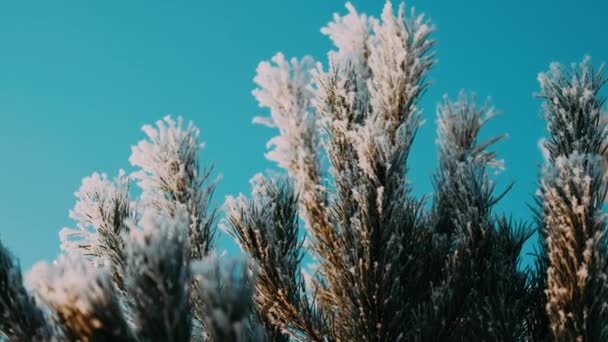 Witte Pluizige Sneeuw Valt Het Bos Feestelijke Stemming Naaldbomen Zijn — Stockvideo
