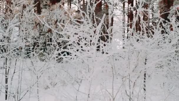 Ramos Congelados Secos Árvore Inverno Dia Neve Neve Luz Solar — Vídeo de Stock