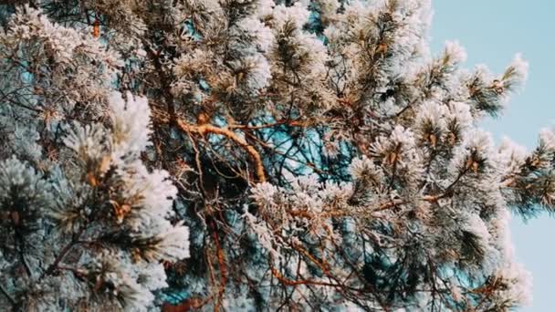 森林里飘落着白雪 节日气氛 针叶树被雪覆盖着 雪地上的树枝 大漂泊周围 冬日童话 — 图库视频影像