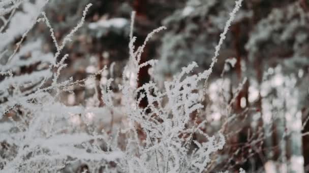 Ramos Congelados Secos Árvore Inverno Dia Neve Neve Luz Solar — Vídeo de Stock