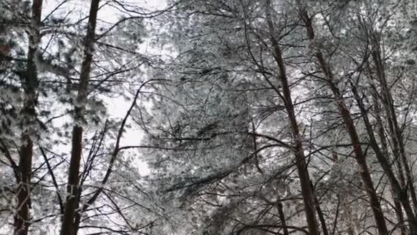 Vit Fluffig Snö Faller Skogen Festligt Humör Barrträden Täckta Med — Stockvideo